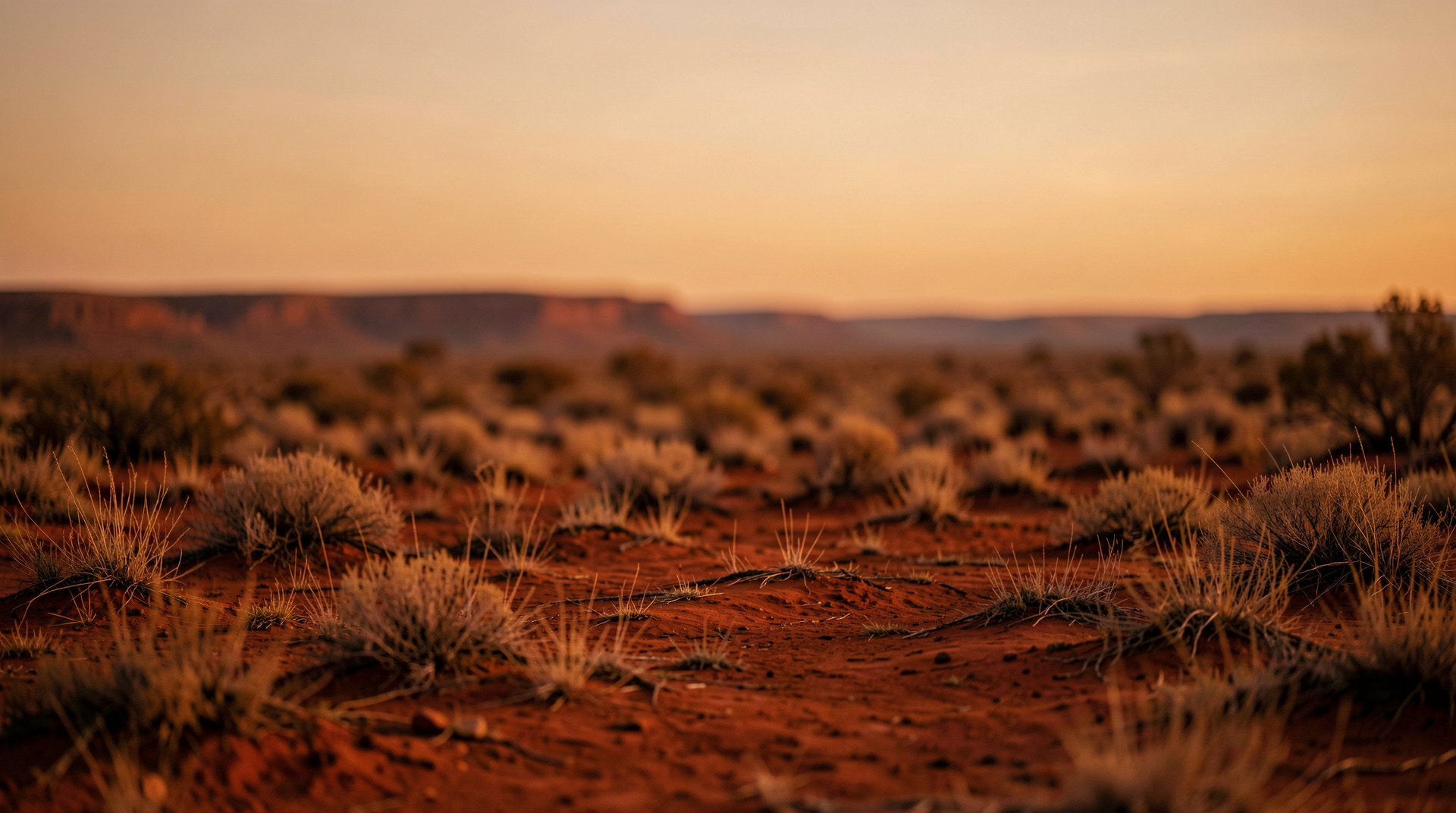 Australian outback at dusk