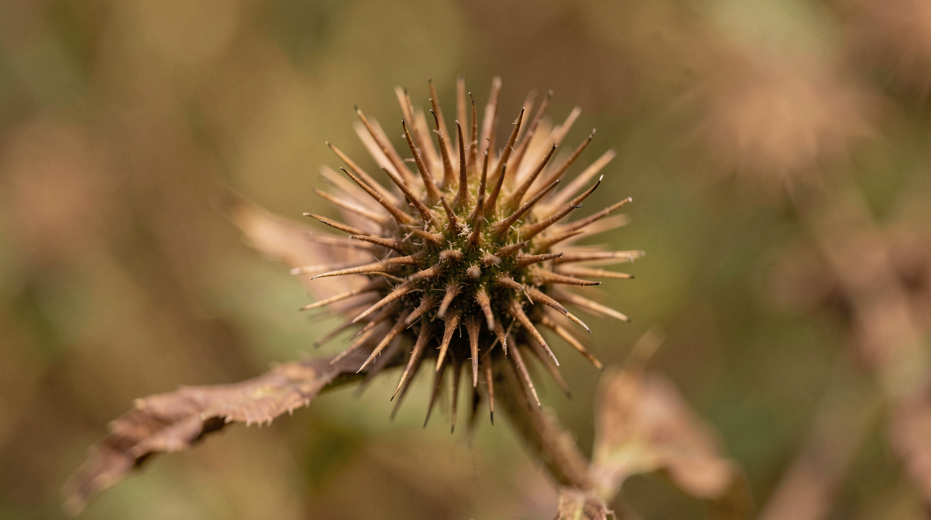 Macro photo of a burdock burr