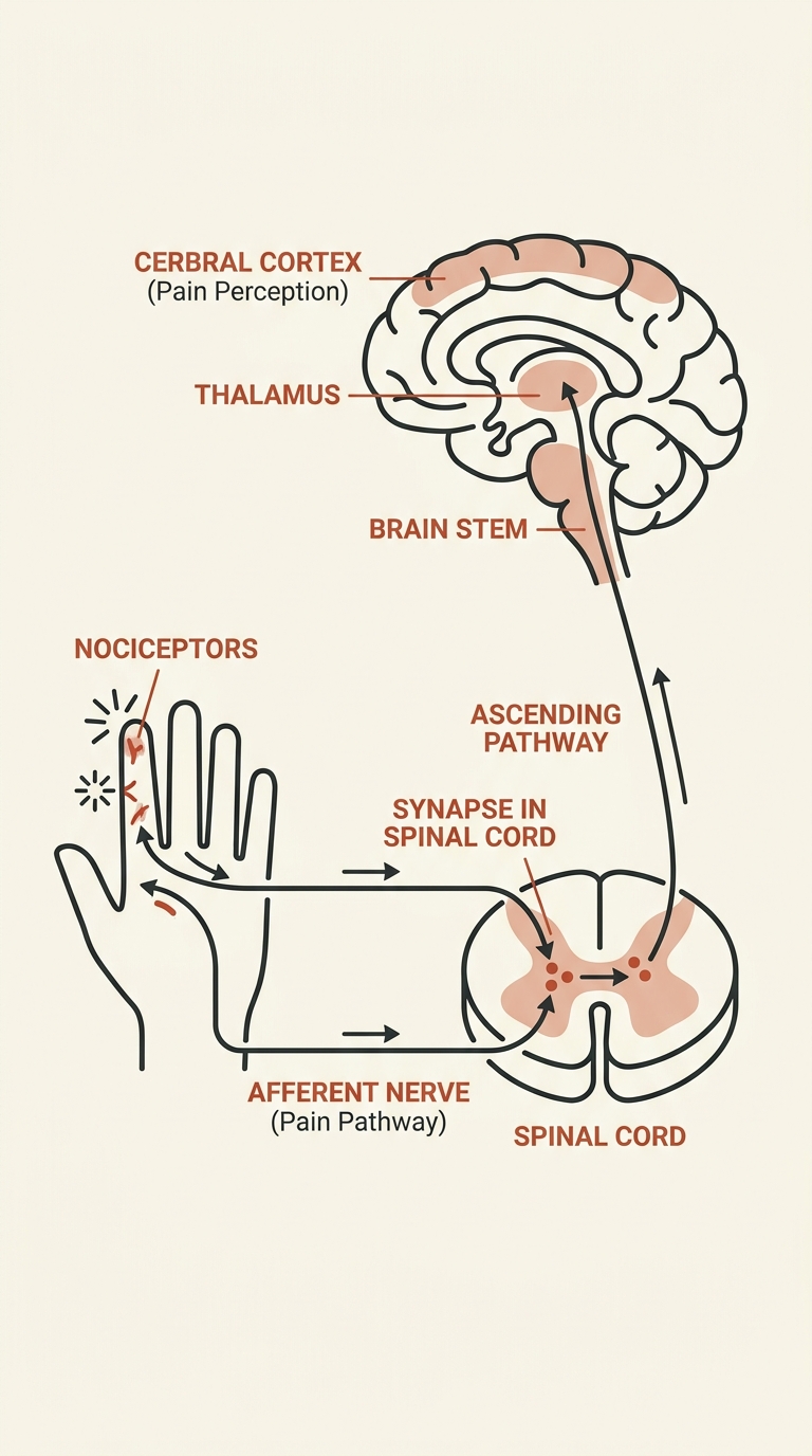 Pain pathway diagram
