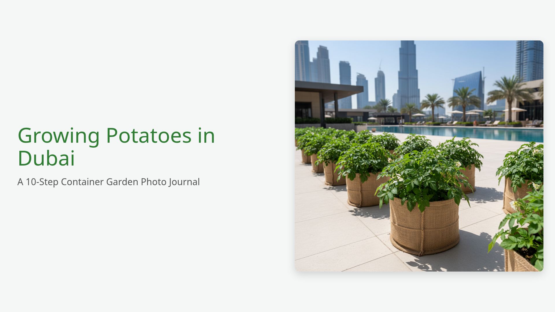 How to Grow Potatoes in Containers: 10-Step Dubai Guide