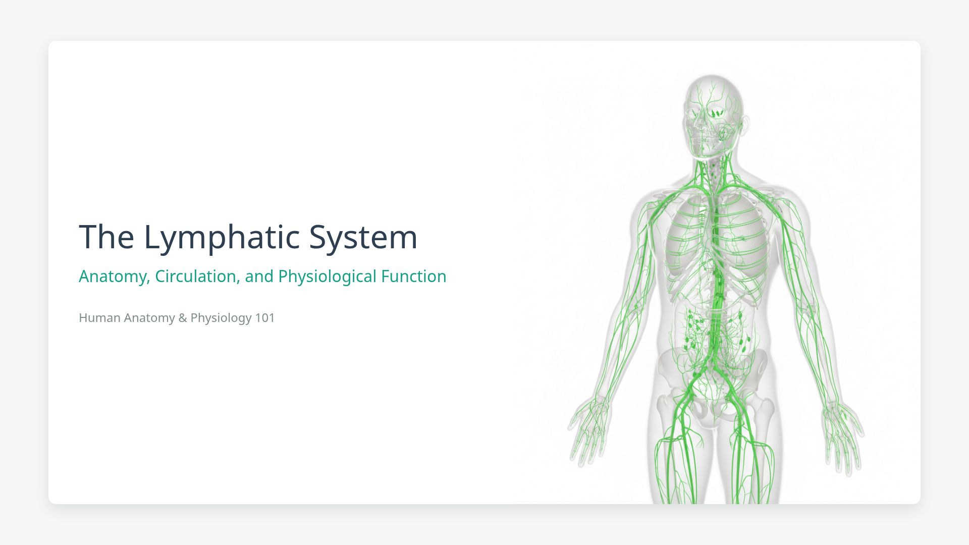 Lymphatic System Anatomy and Physiology: A Comprehensive Guide