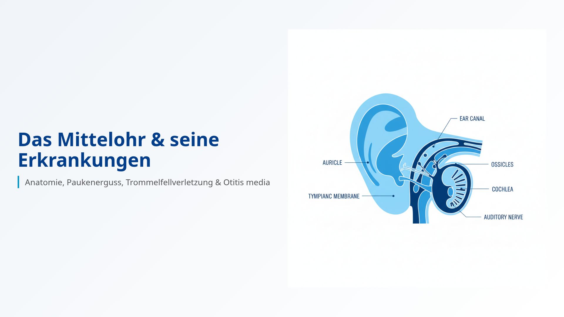 Das Mittelohr: Anatomie, Erkrankungen & Behandlung