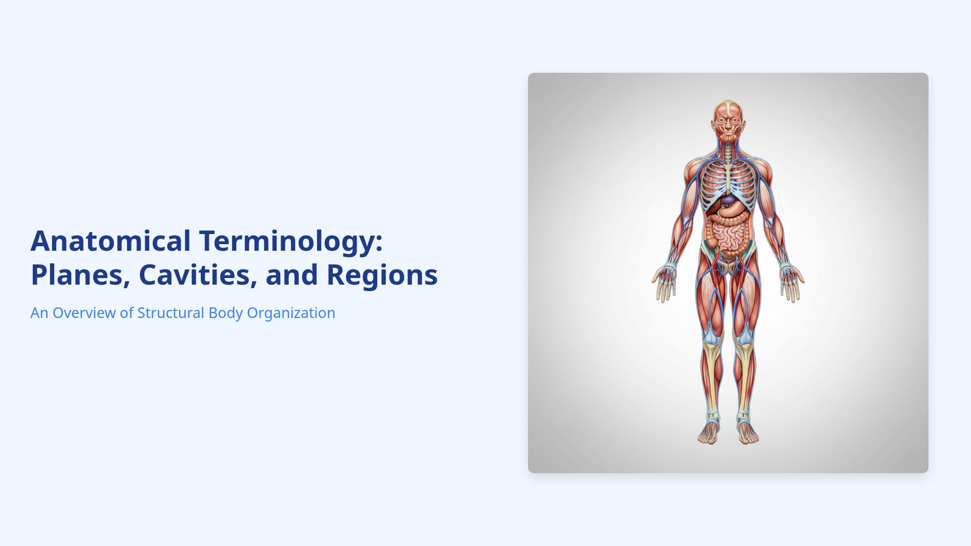 Anatomy Essentials: Body Planes, Cavities, and Regions