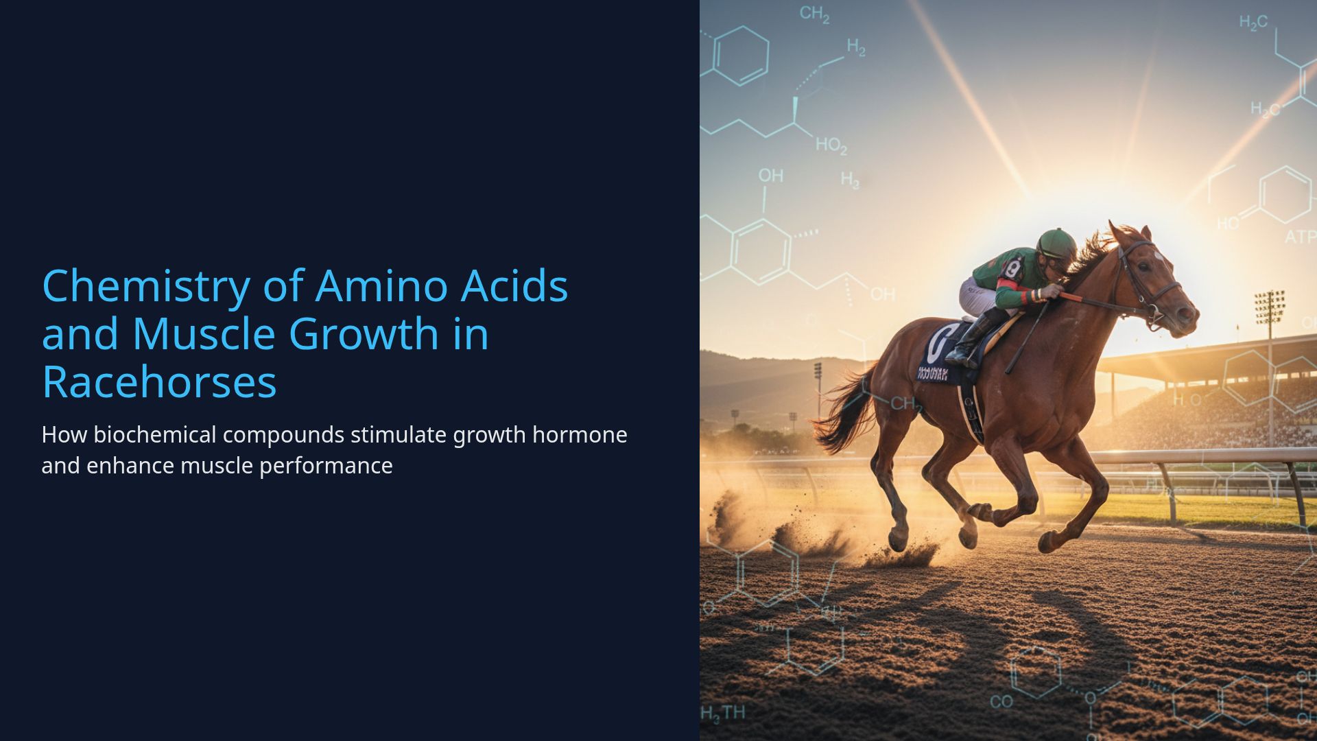 Amino Acids and Muscle Growth in Racehorses | Equine Chemistry