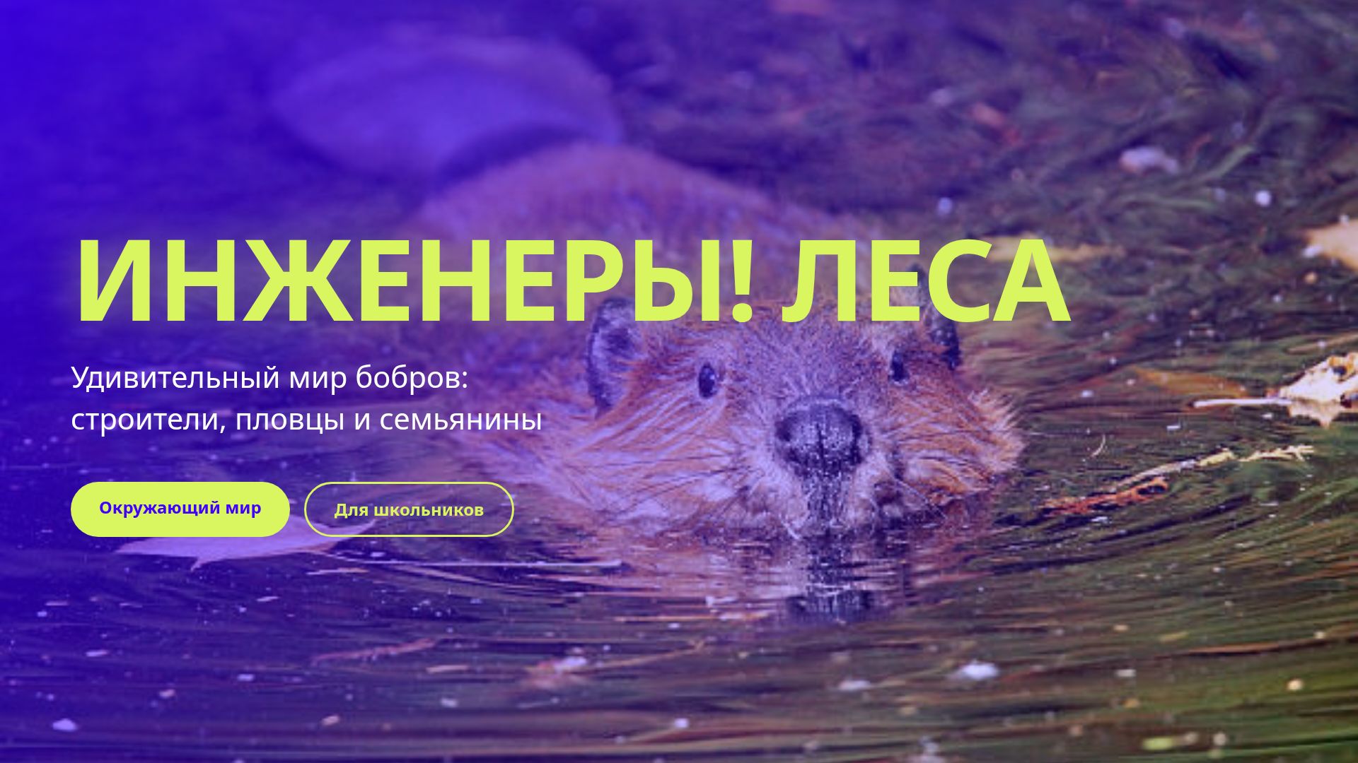 Бобры: удивительные инженеры природы — факты для школы