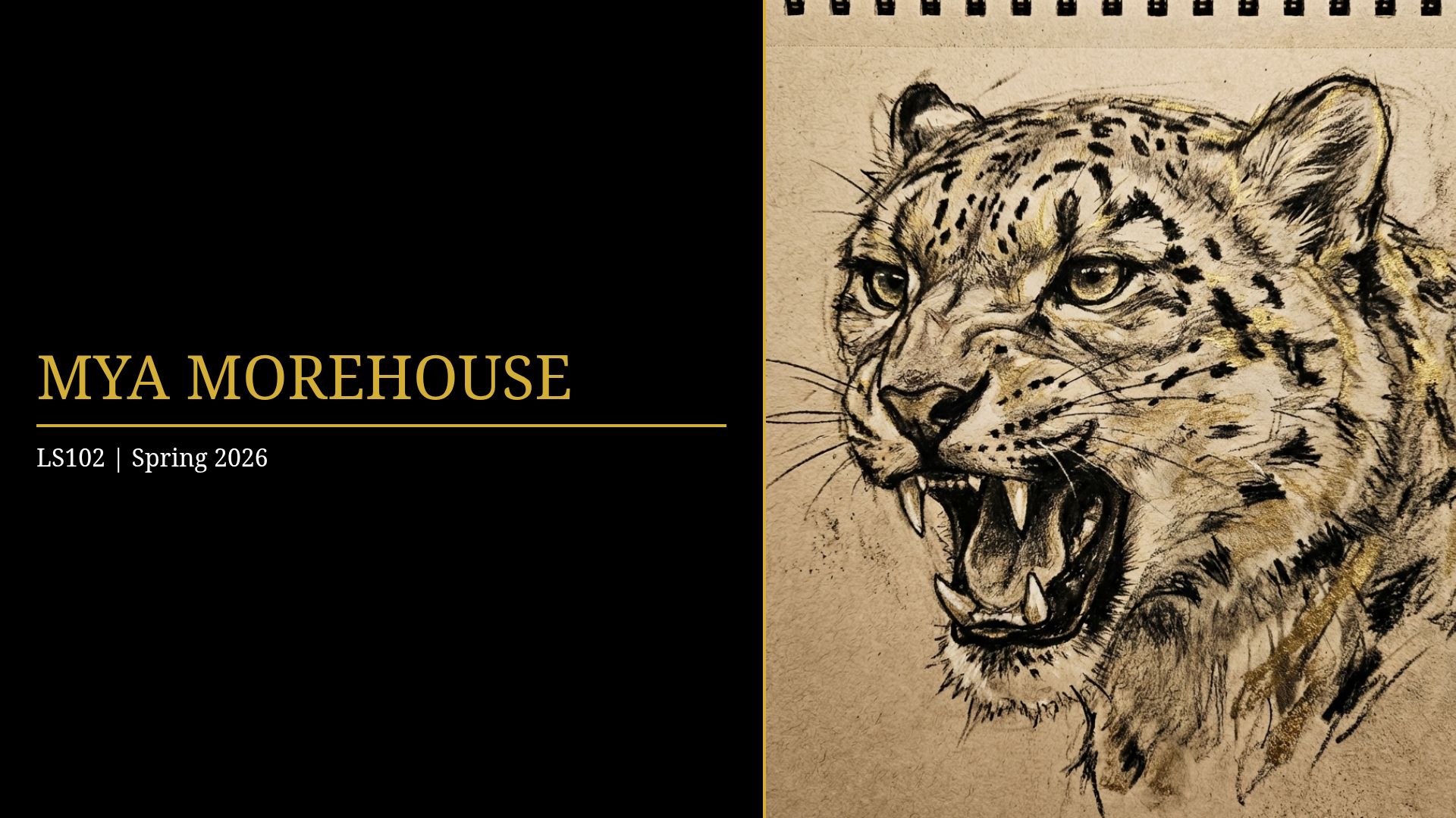 Wildlife Art and Graphic Design Portfolio | Mya Morehouse