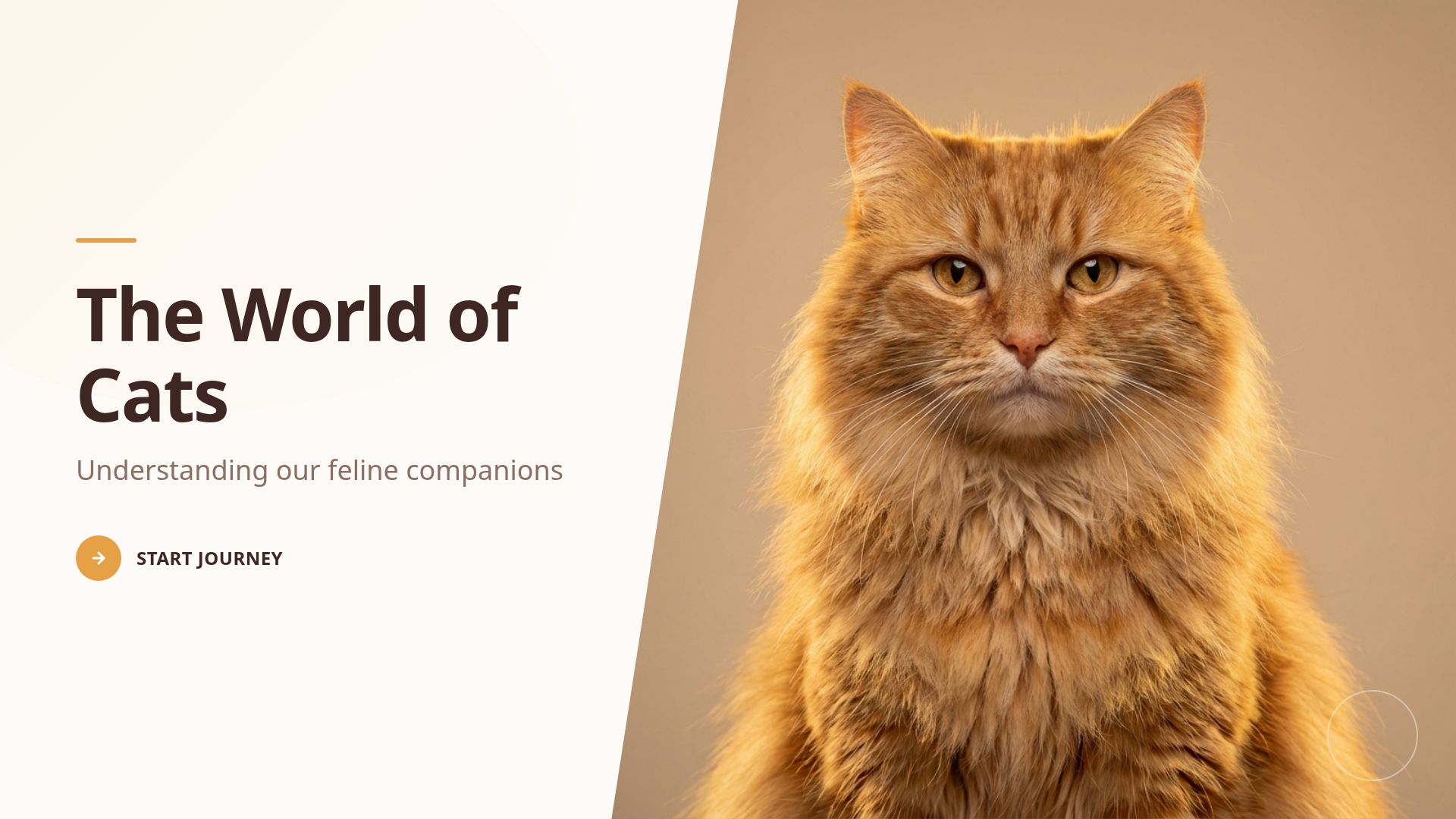 The World of Cats: Popular Breeds and Feline Facts