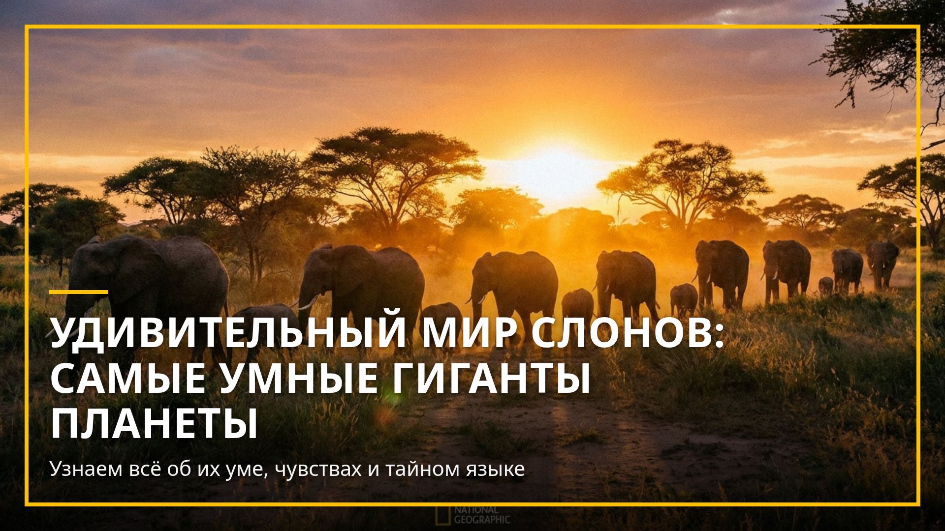 Удивительный мир слонов: интеллект и тайны гигантов