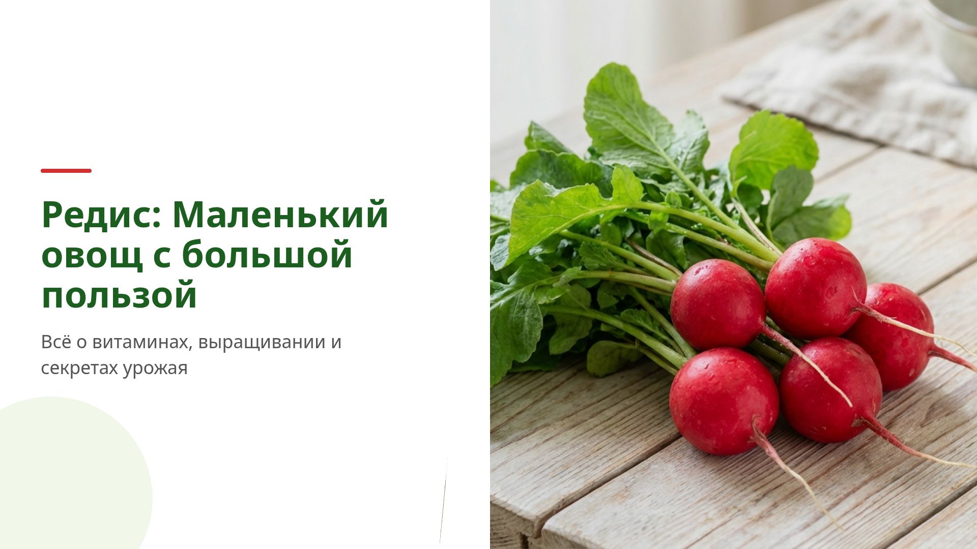 Редис: польза, выращивание и интересные факты