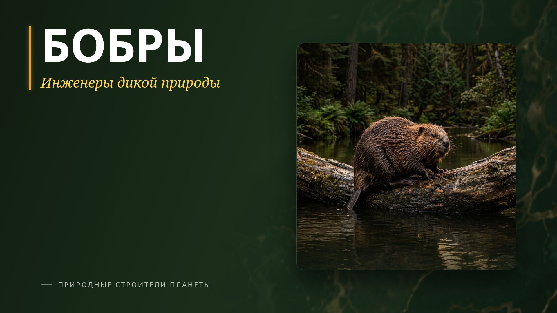 Бобры — инженеры дикой природы: факты и роль в экосистеме