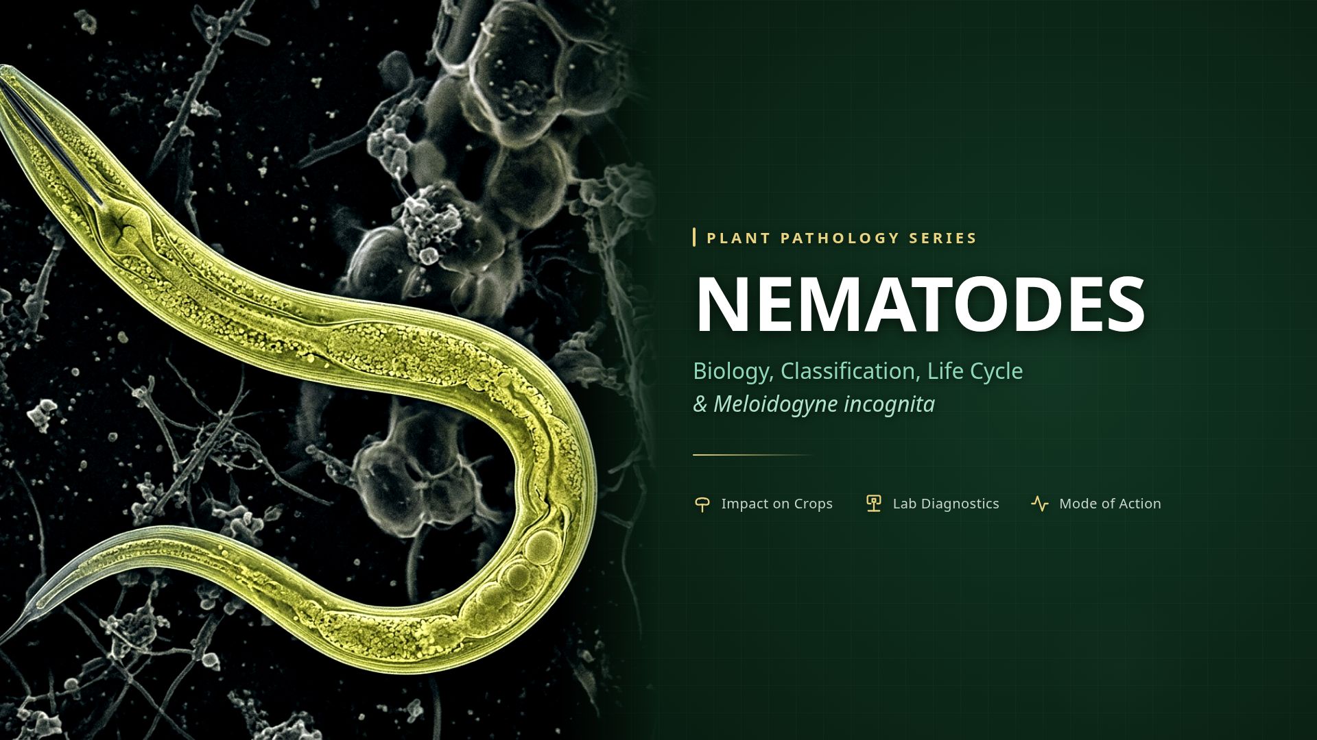 Nematodes Biology & Impact: Meloidogyne incognita Guide
