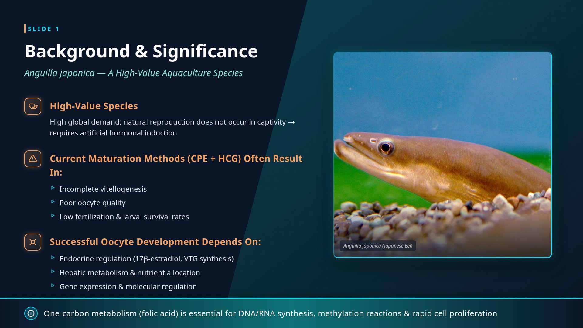 Molecular Mechanisms of Folic Acid in Japanese Eel Maturation