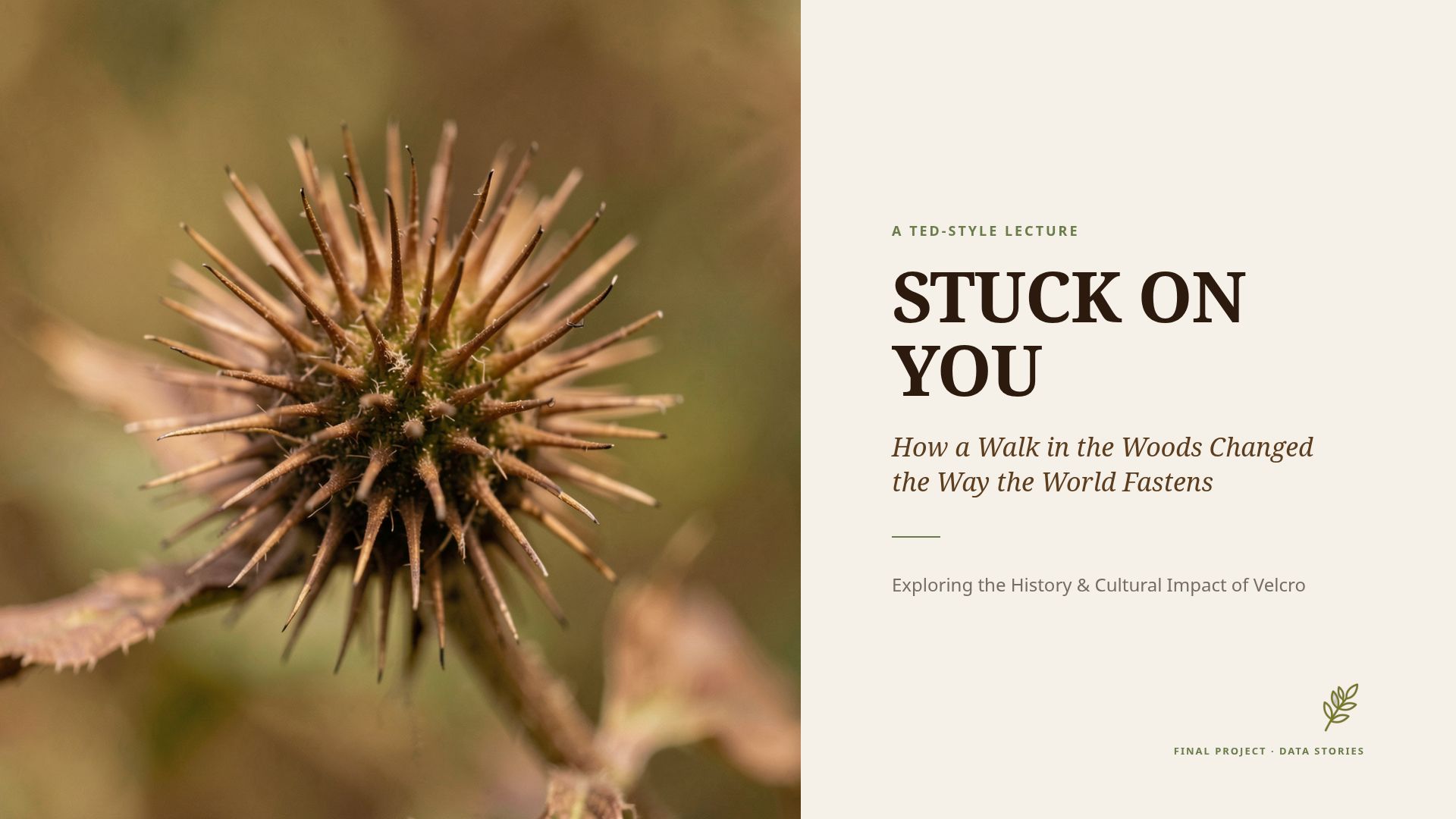 Stuck on You: The History and Impact of Velcro & Biomimicry