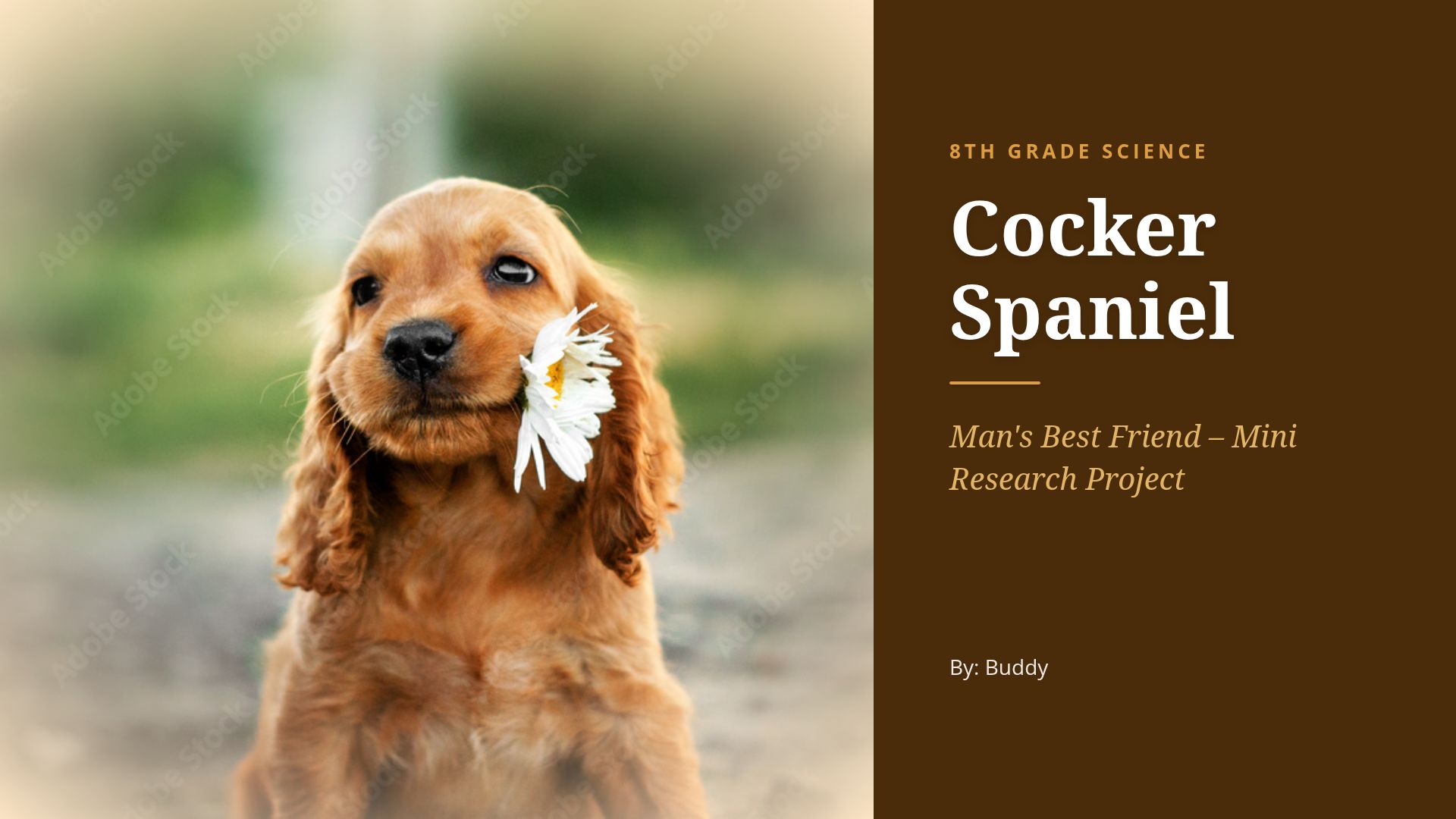 Cocker Spaniels: Breeding, Genetics, and History Project