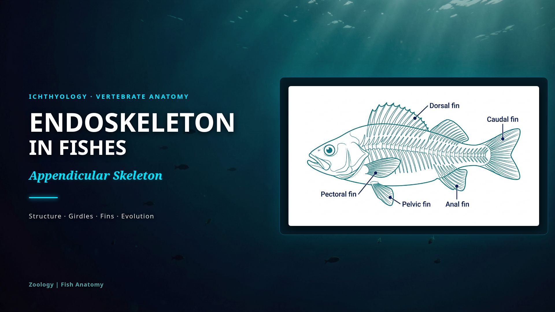 Fins & Frameworks: Fish Appendicular Skeleton Anatomy