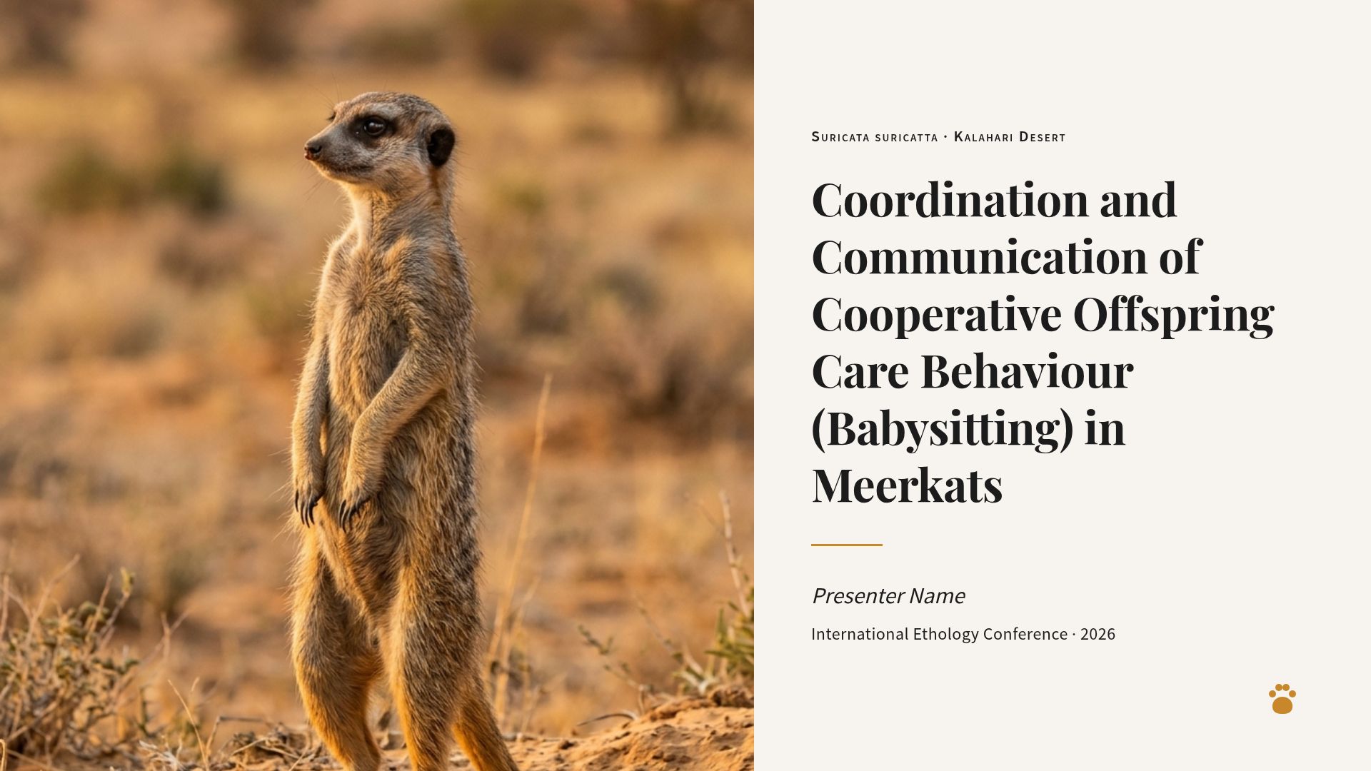Meerkat Cooperative Care: Communication and Coordination