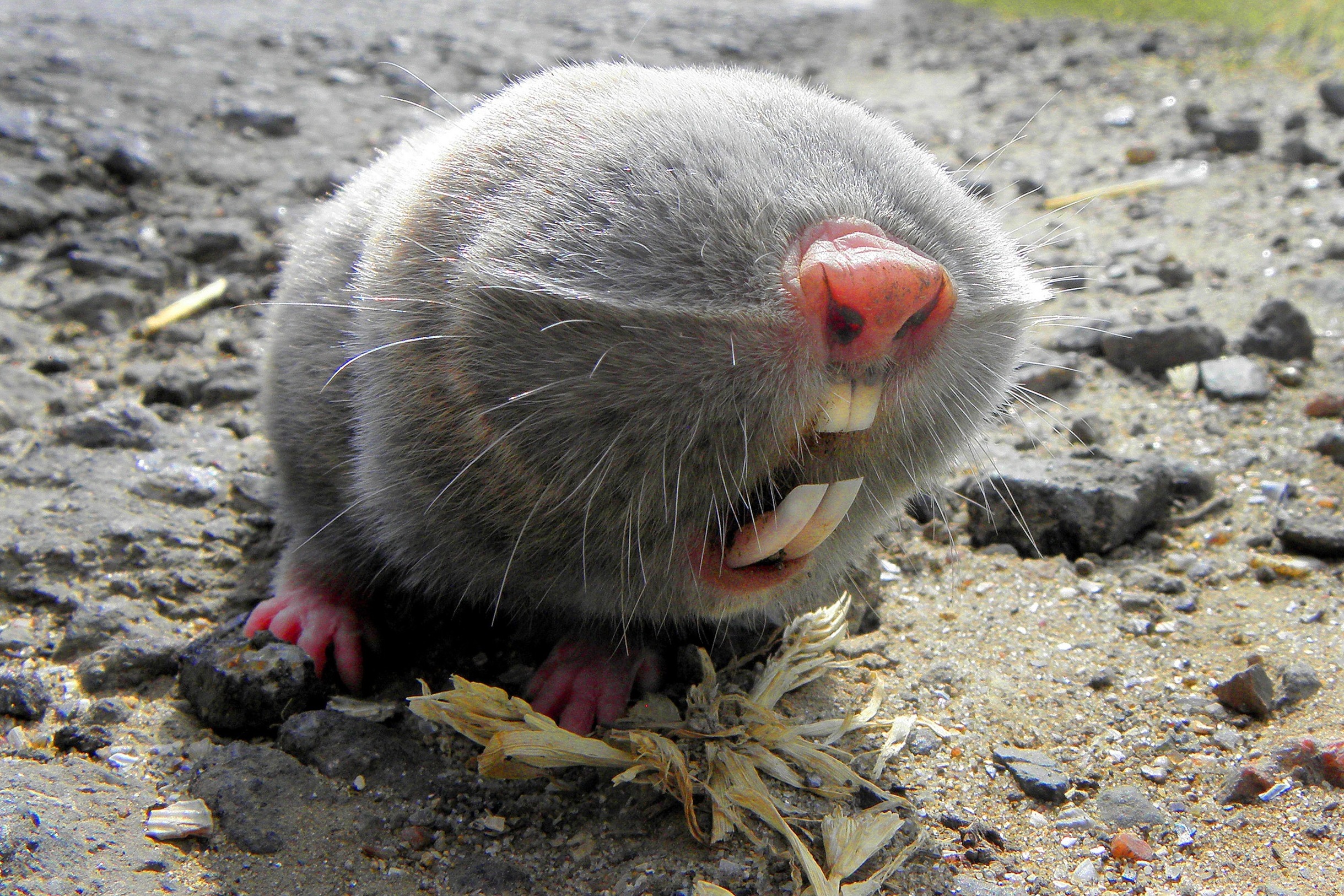 Blind Mole-rat