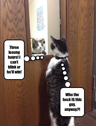 cat vs mirror funny meme