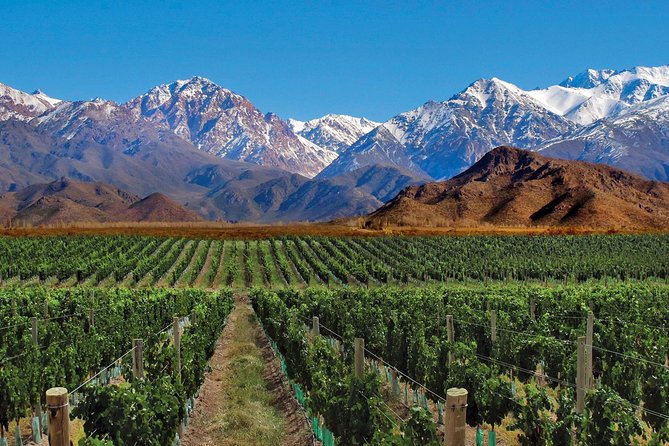 Viñedo y cordillera de los Andes
