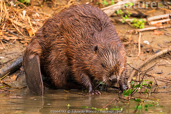 Бобр на берегу реки