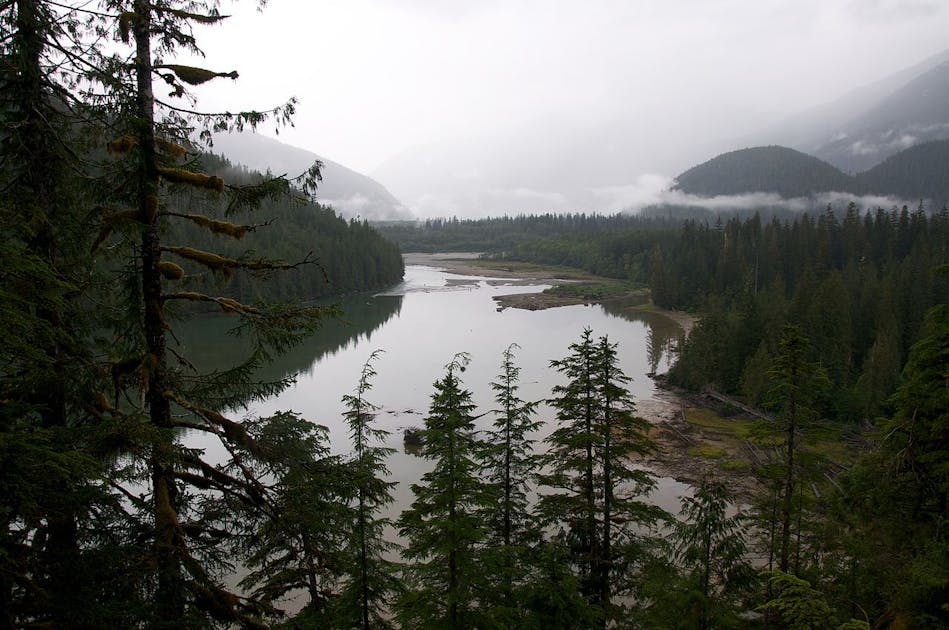 forest landscape Canada British Columbia, coniferous trees, river, misty mountains, environmental survey