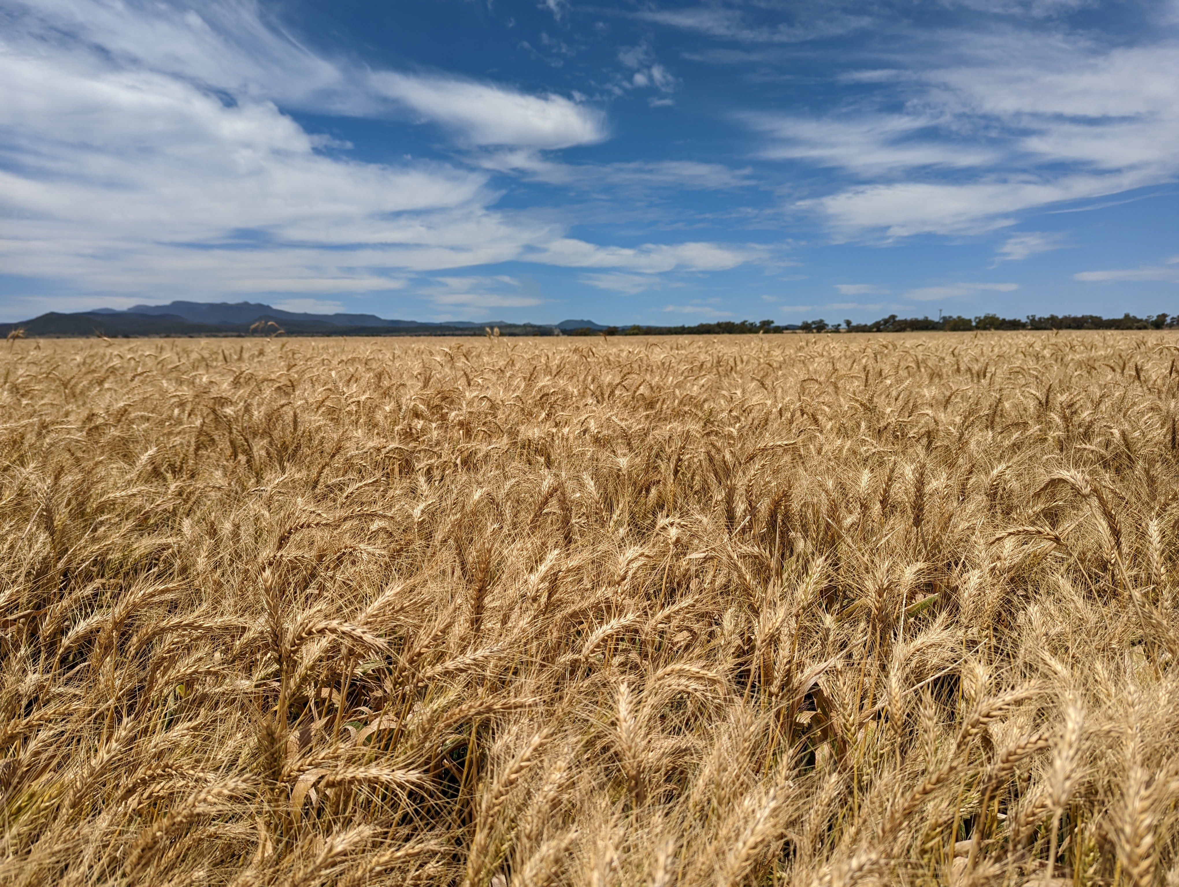 Golden wheat field under blue sky