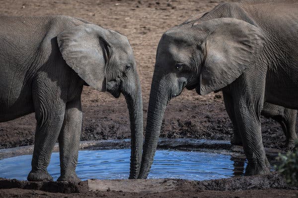 African elephant without tusks in the wild, realistic photography, documentary style
