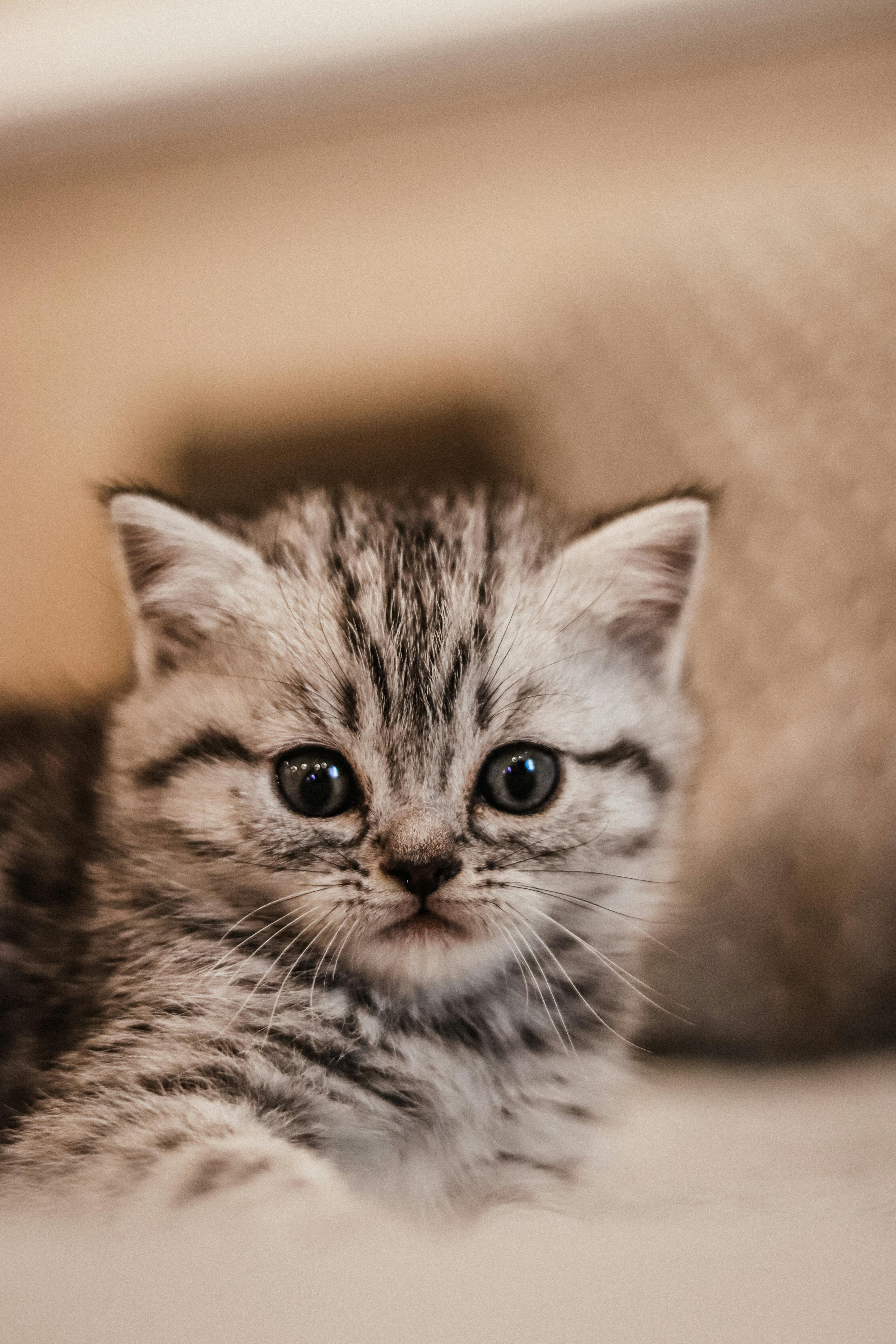 Adorable Fluffy Kitten