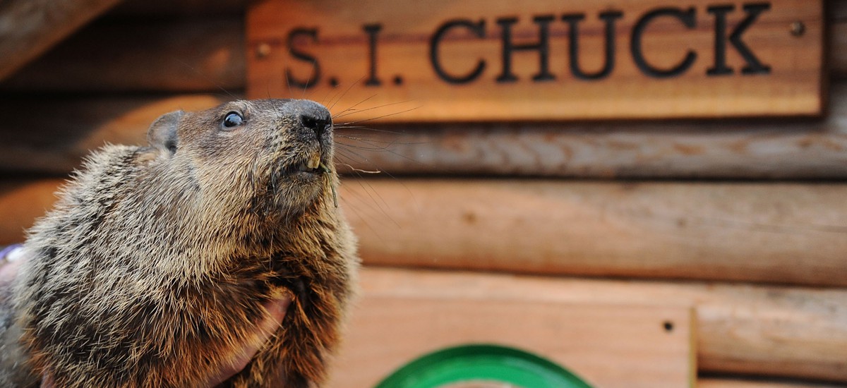 Staten Island Chuck groundhog