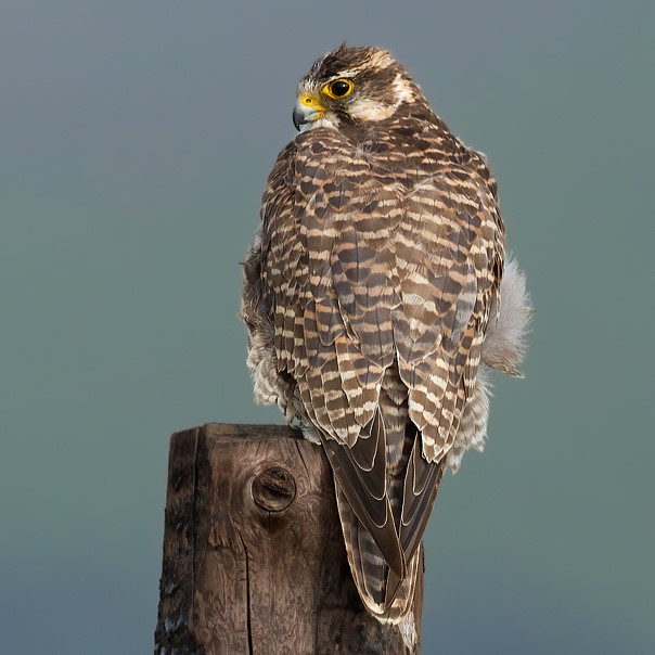 Saker Falcon