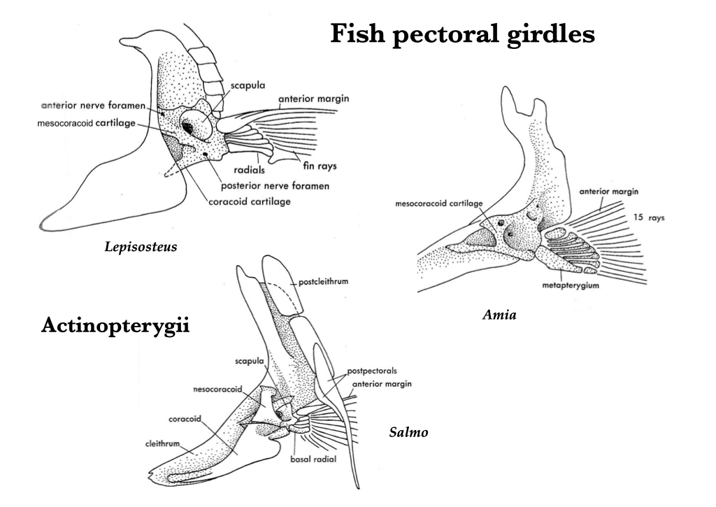 Pelvic Girdle Diagram