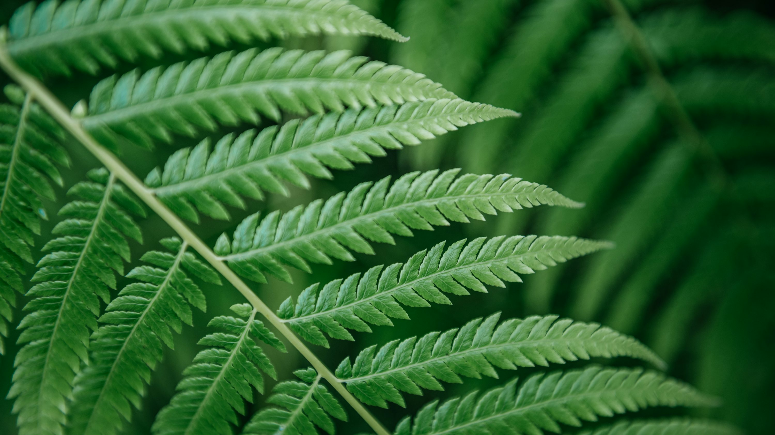 Fern