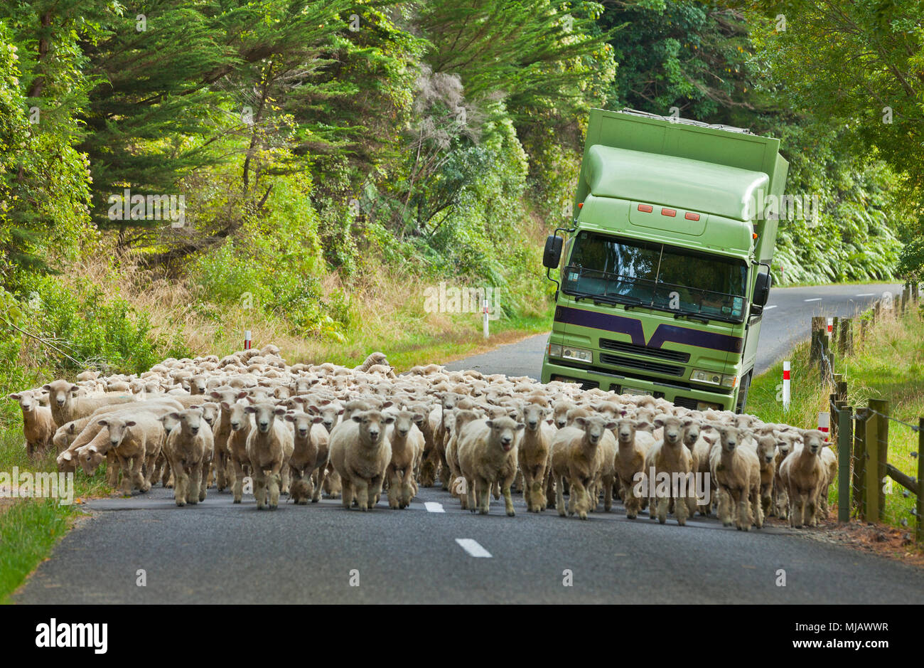 New Zealand Sheep Wait