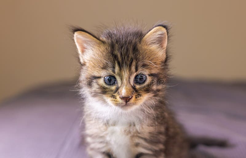 Adorable Kitten Avatar