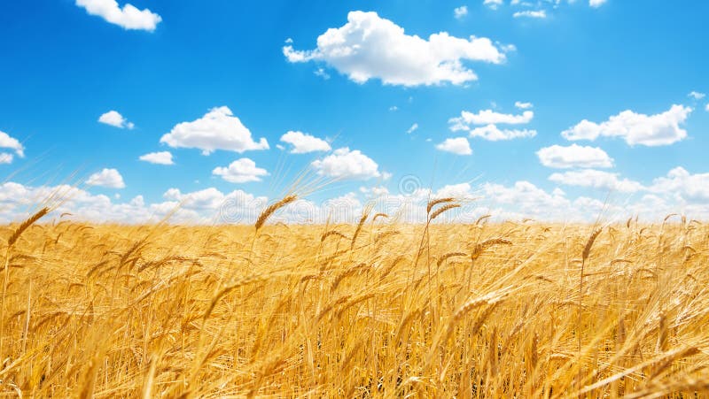 Golden Wheat Field