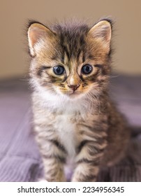 Adorable Kitten