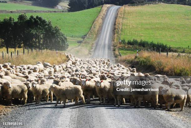 New Zealand Sheep Droving