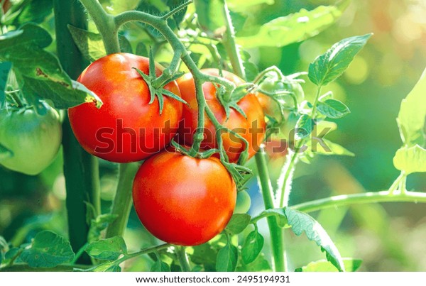 Tomato Plant