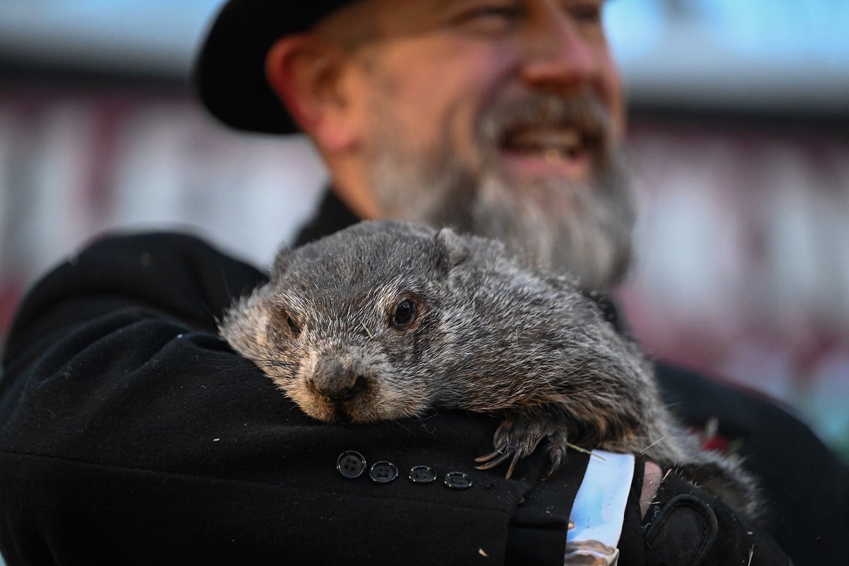 Punxsutawney Phil groundhog held by handler