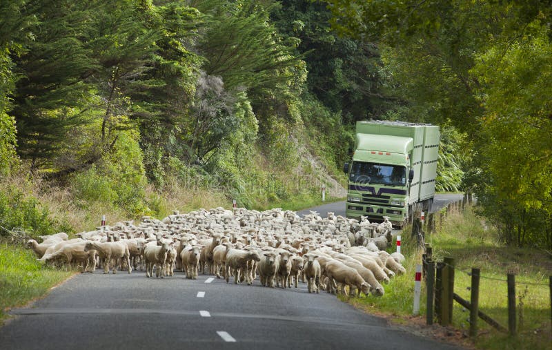 Sheep on road