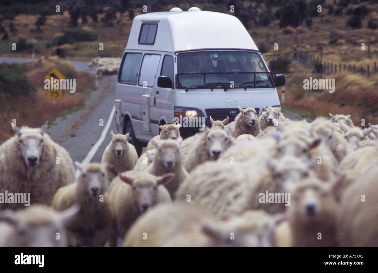 Campervan in sheep traffic