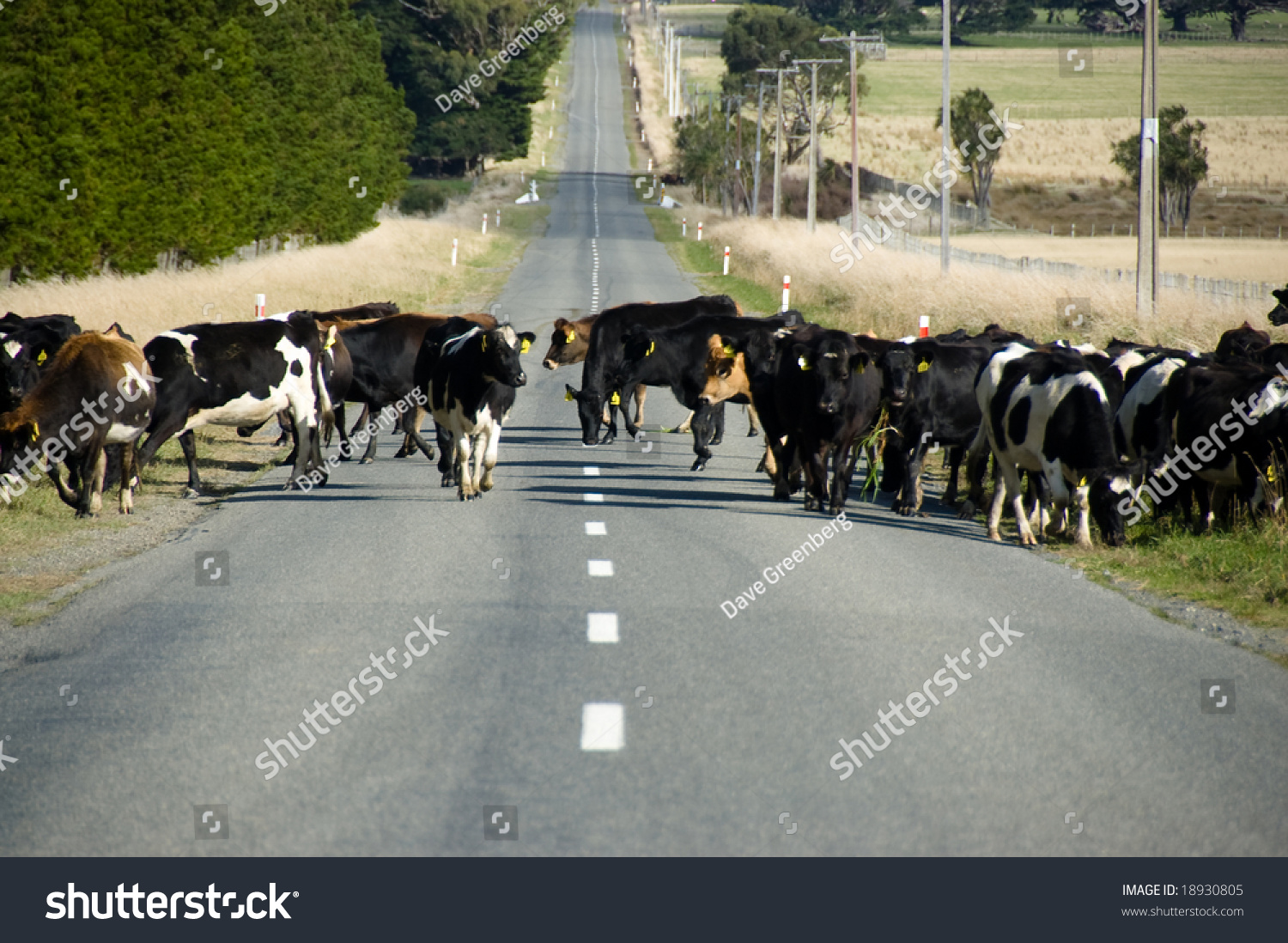 Cows on road