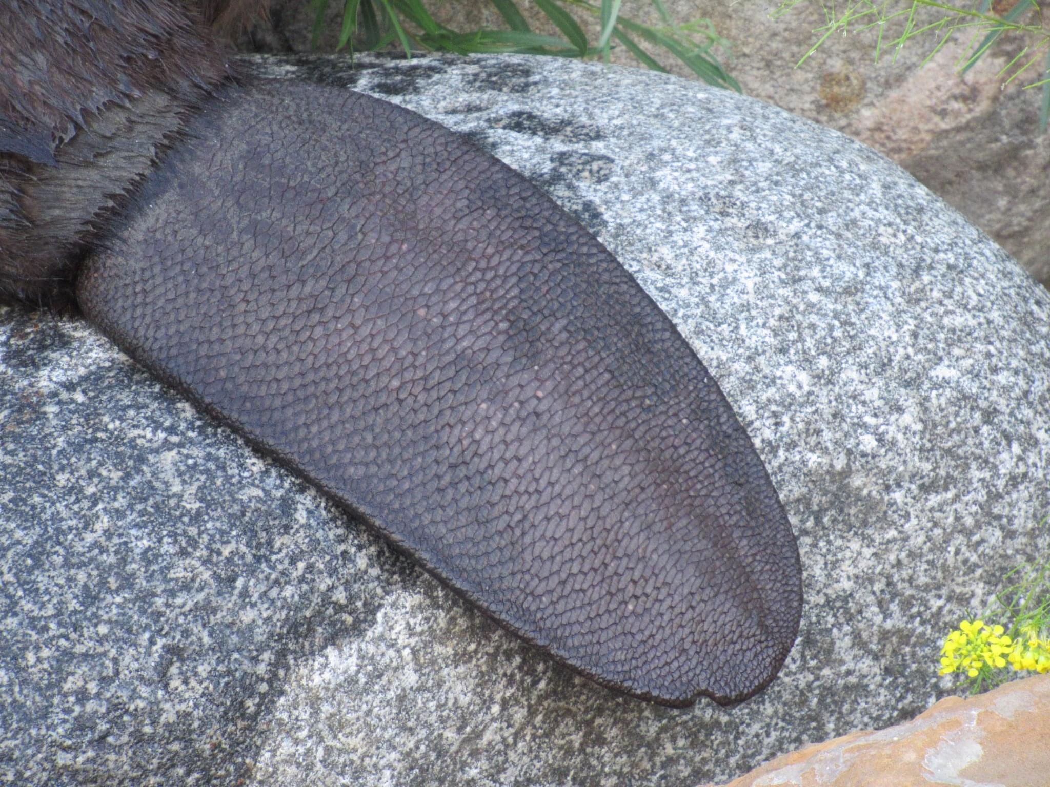Beaver Tail Close-up
