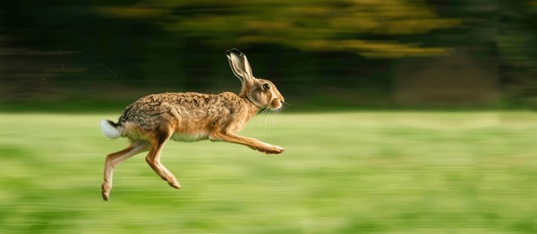 cute hare in nature, realistic style