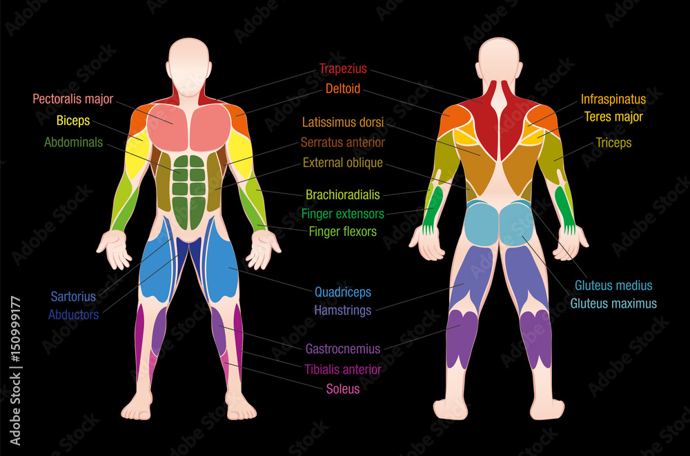 medical illustration muscle anatomy chart anterior and posterior view dark background