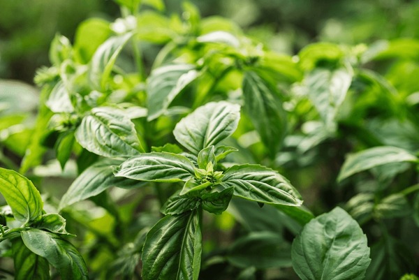 Basil