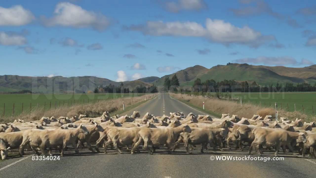 Sheep on road