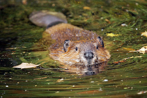 cute beaver swimming in a river at sunset, high quality nature photography