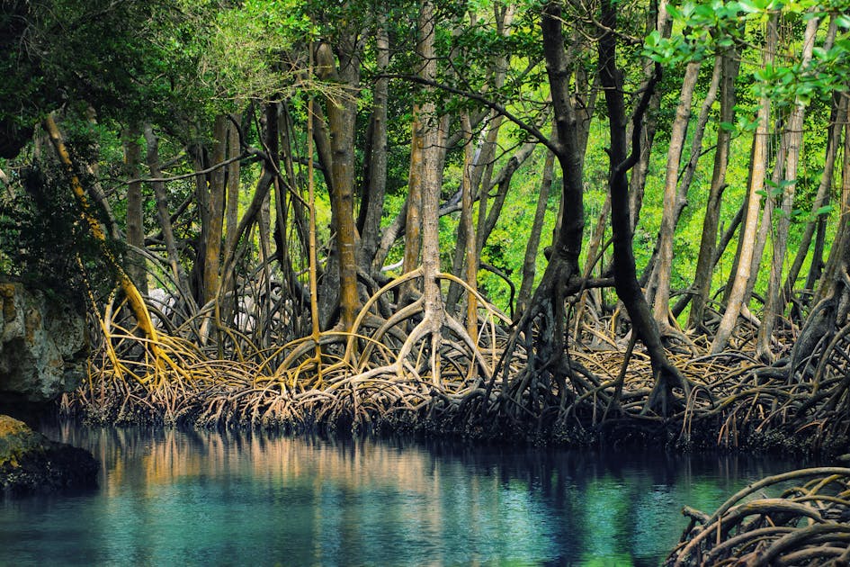 Bahamas Mangrove Wetlands