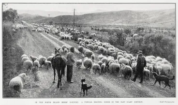 New Zealand Sheep Droving